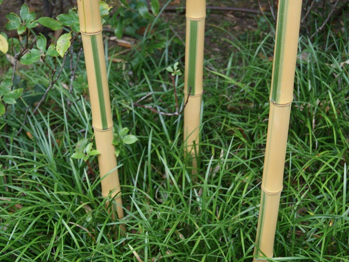 Phyllostachys Aureosulcata 'Spectabilis', Zickzack-Bambus - Image 3