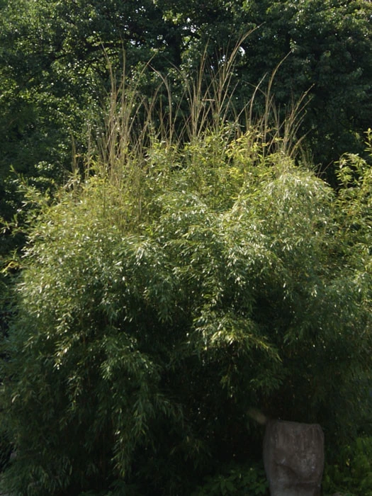 Phyllostachys Aureosulcata 'Spectabilis', Zickzack-Bambus - Image 2