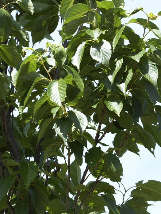 Prunus Serrulata 'Amanogawa', Säulenzierkirsche - Image 2