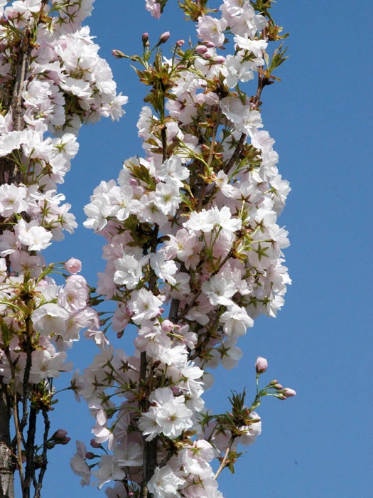 Prunus Serrulata 'Amanogawa', Säulenzierkirsche - Image 3