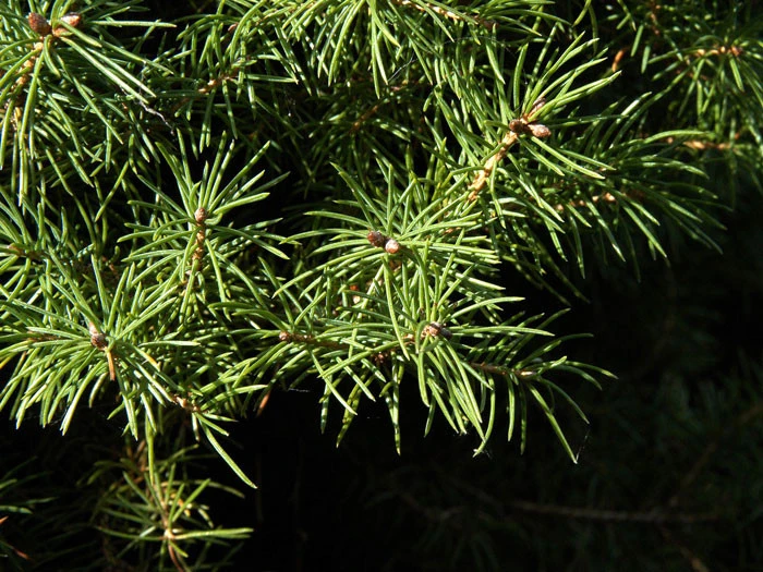 Picea Glauca 'Conica', Zuckerhut-Fichte - Image 2