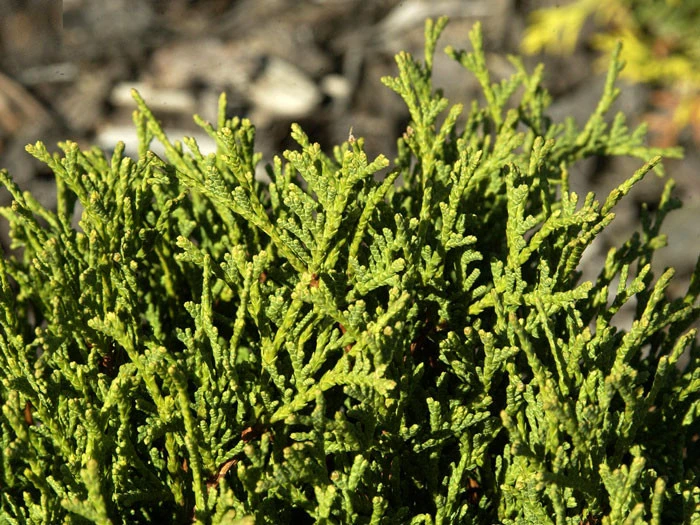 Thuja Occidentalis 'Danica', Zwerg-Kugellebensbaum - Image 2