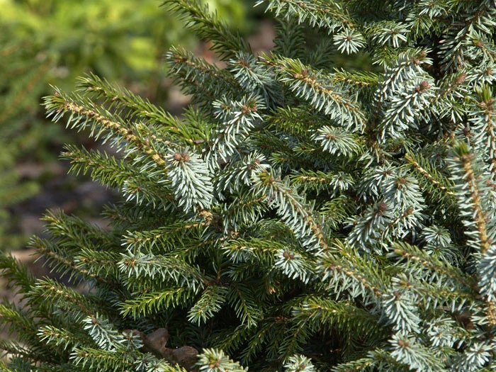 Picea Omorika 'Nana', Serbische Kegel-Fichte - Image 2