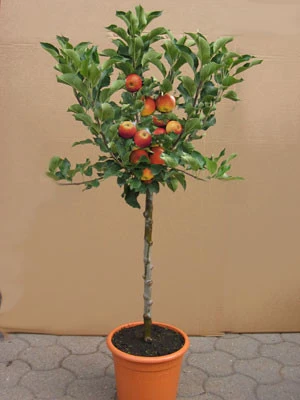 Zwergapfel GALINA, Malus Sylvestris 'Galina'