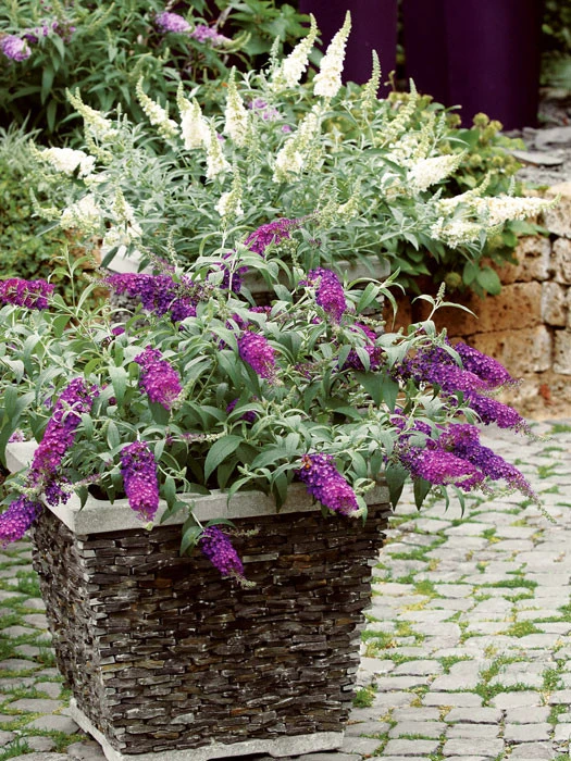 Buddleja Buzz-Hybride 'Velvet', Zwerg-Sommerflieder - Image 2